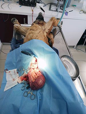 Klicken Sie hier um das Bild zu vergrößern
