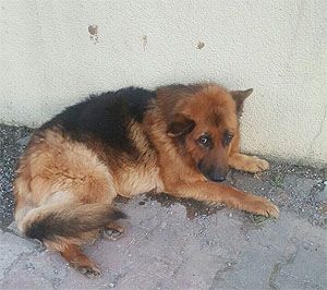 Klicken Sie hier um das Bild zu vergrößern