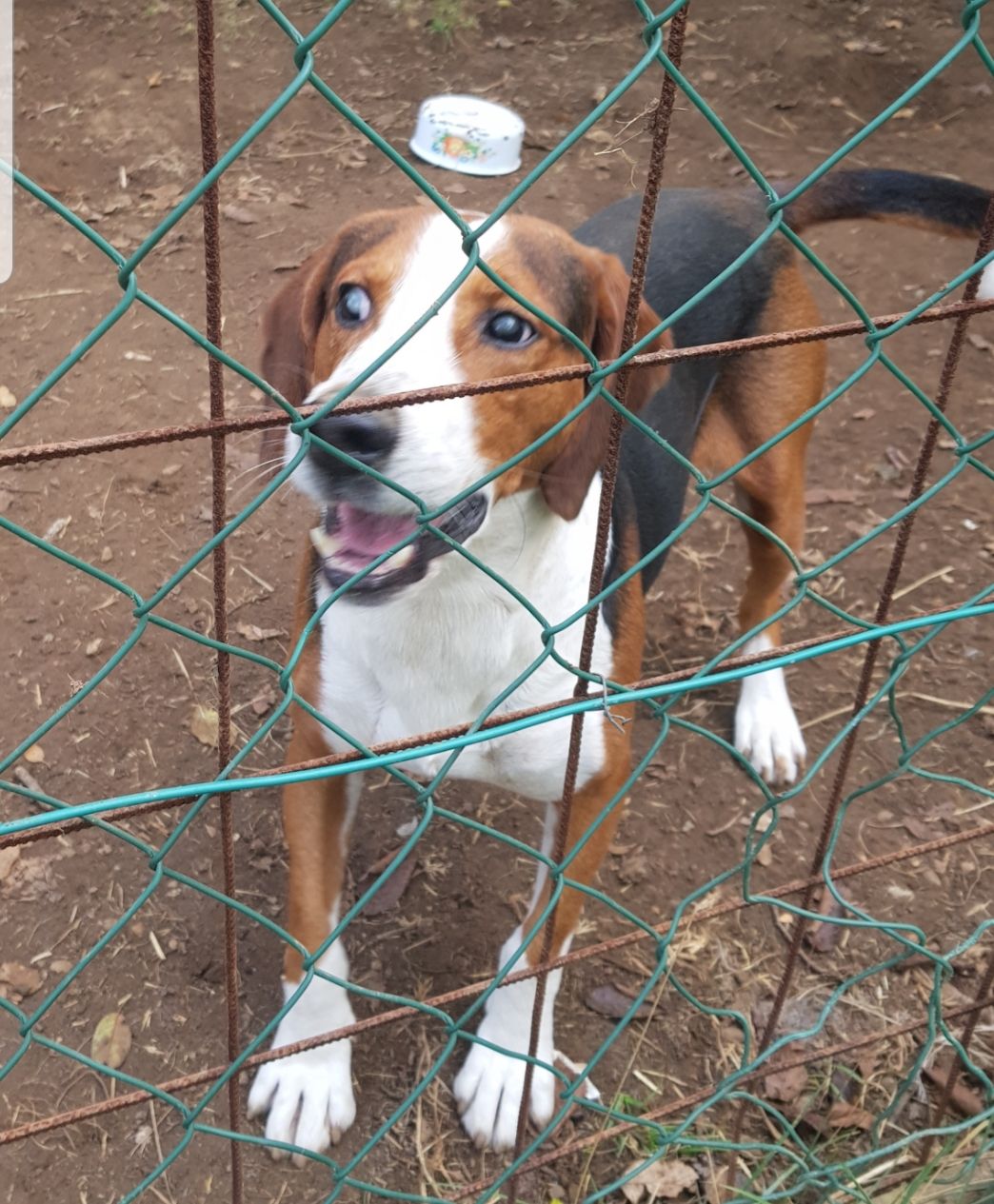 Das ist Zverko mit gesunden Ohren und dem verletzten Ohr. Der herzensgute, hilflose Hund wurde angegriffen, weil sich niemand mehr um die Tiere gekÃ¼mmert hat. Zverko ist fast blind, bei dem verletzten Ohr und den Augen wurde kein Tierarzt hinzugezogen, weil dafÃ¼r kein Geld da war. Zverko ist erst 3 Jahre alt !
