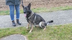 Klicken Sie hier um das Bild zu vergrößern