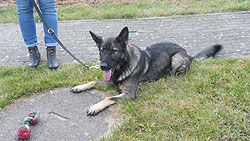 Klicken Sie hier um das Bild zu vergrößern