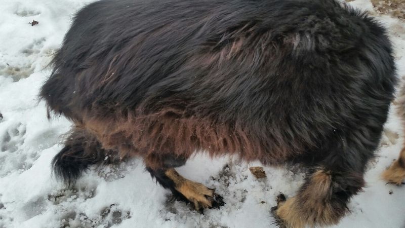 Klicken Sie hier um das Bild zu vergrößern