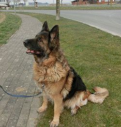 Klicken Sie hier um das Bild zu vergrößern