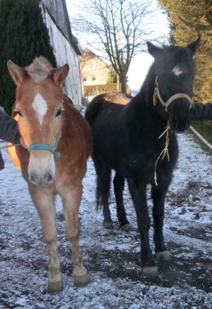 Mona und Stella werden abgeholt - Sie leben jetzt auf einem privaten Ponyhof zusammen mit weiteren Pferden aus dem Tierschutz