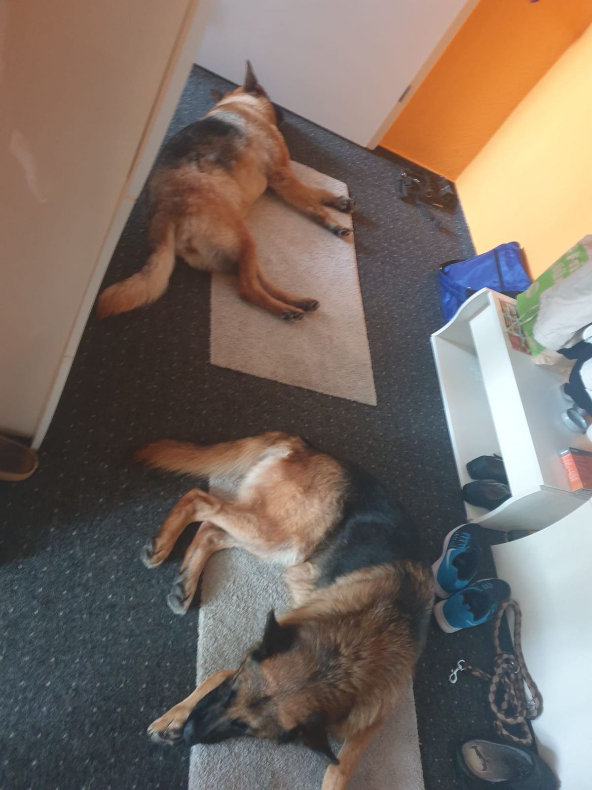 Klicken Sie hier um das Bild zu vergrößern Pek und Andela: Endlich Zuhause