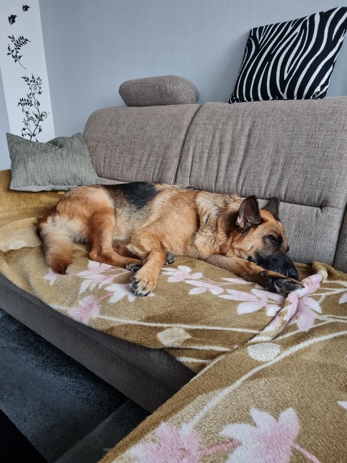 Klicken Sie hier um das Bild zu vergrößern Aus einem Zwinger in Serbien an die Ostsee auf die Couch, was für ein Weg!
