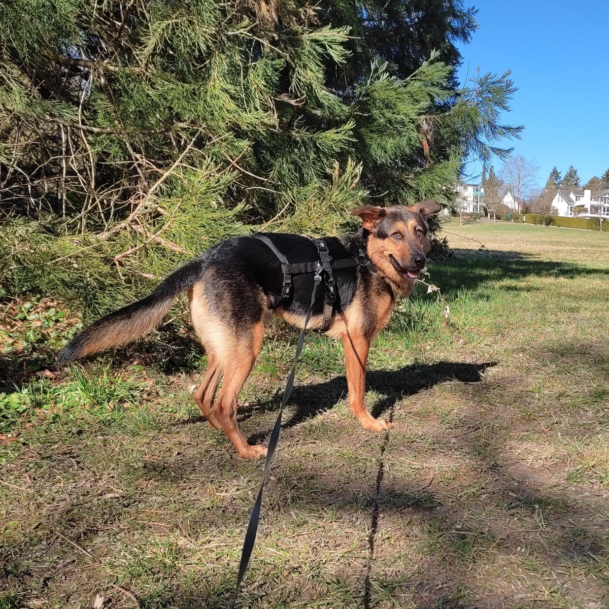 Klicken Sie hier um das Bild zu vergrößern