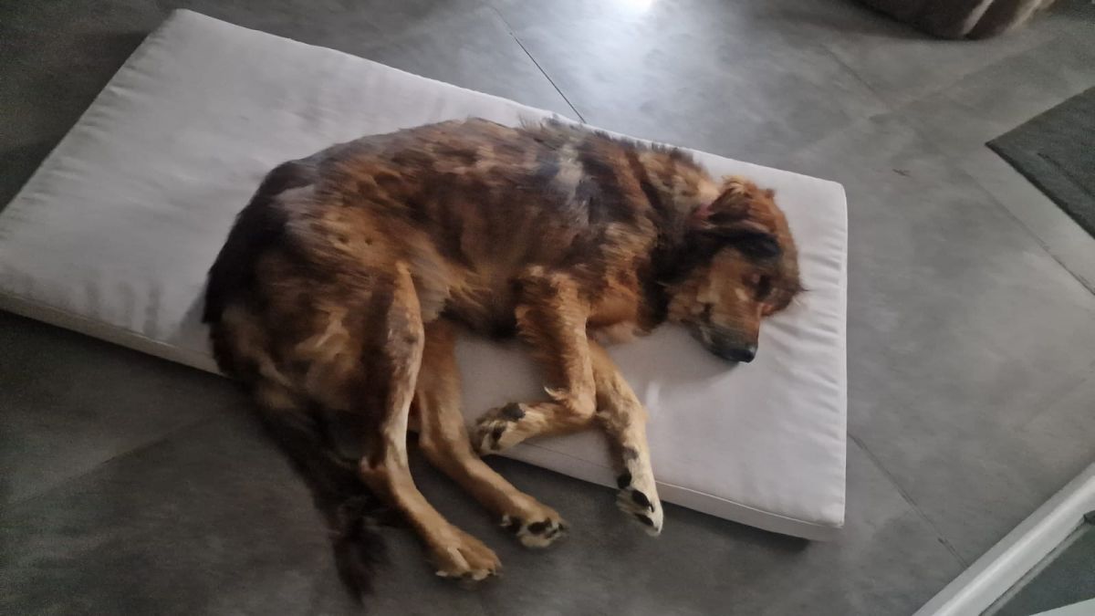 Klicken Sie hier um das Bild zu vergrößern
