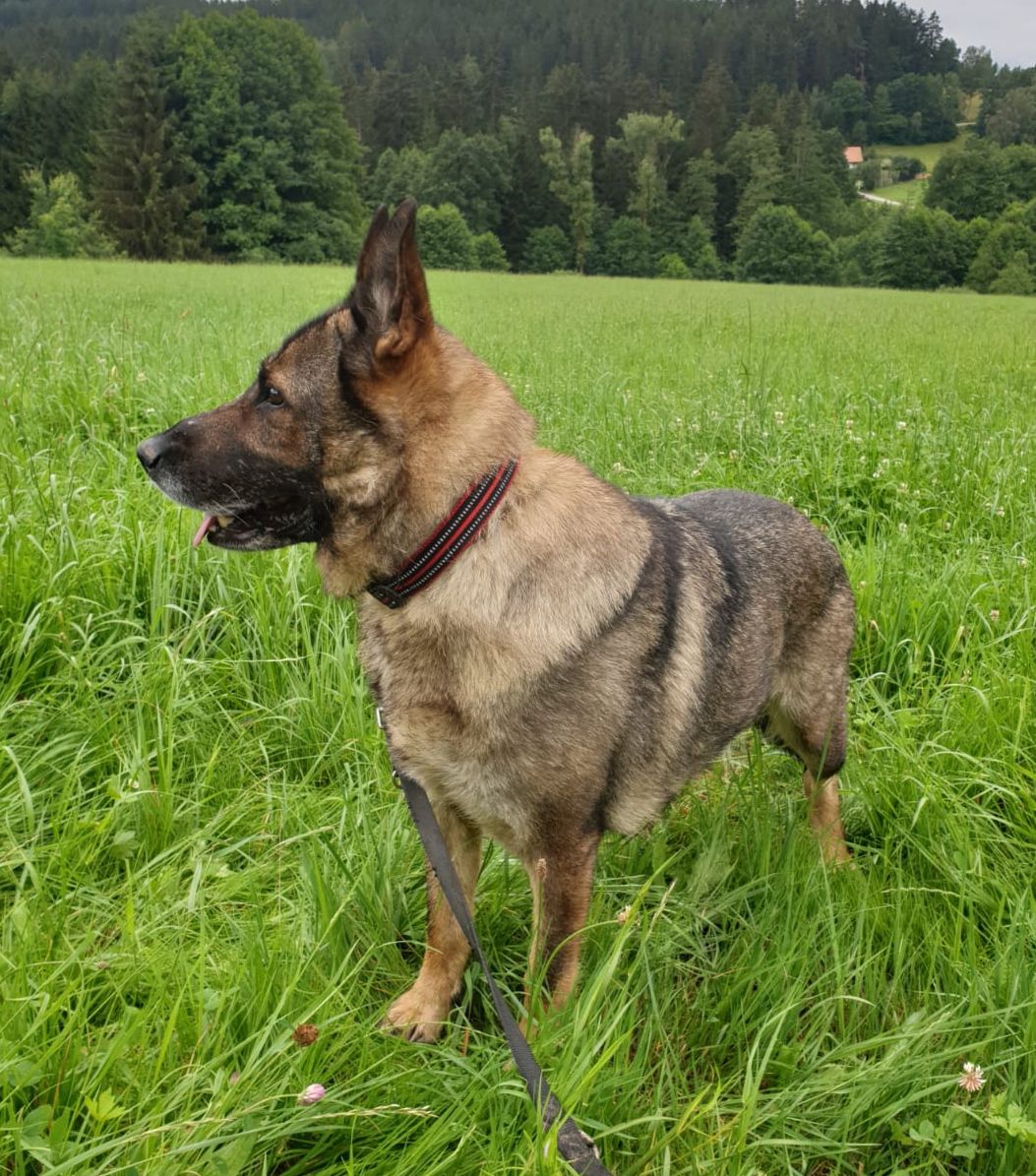 Klicken Sie hier um das Bild zu vergrößern