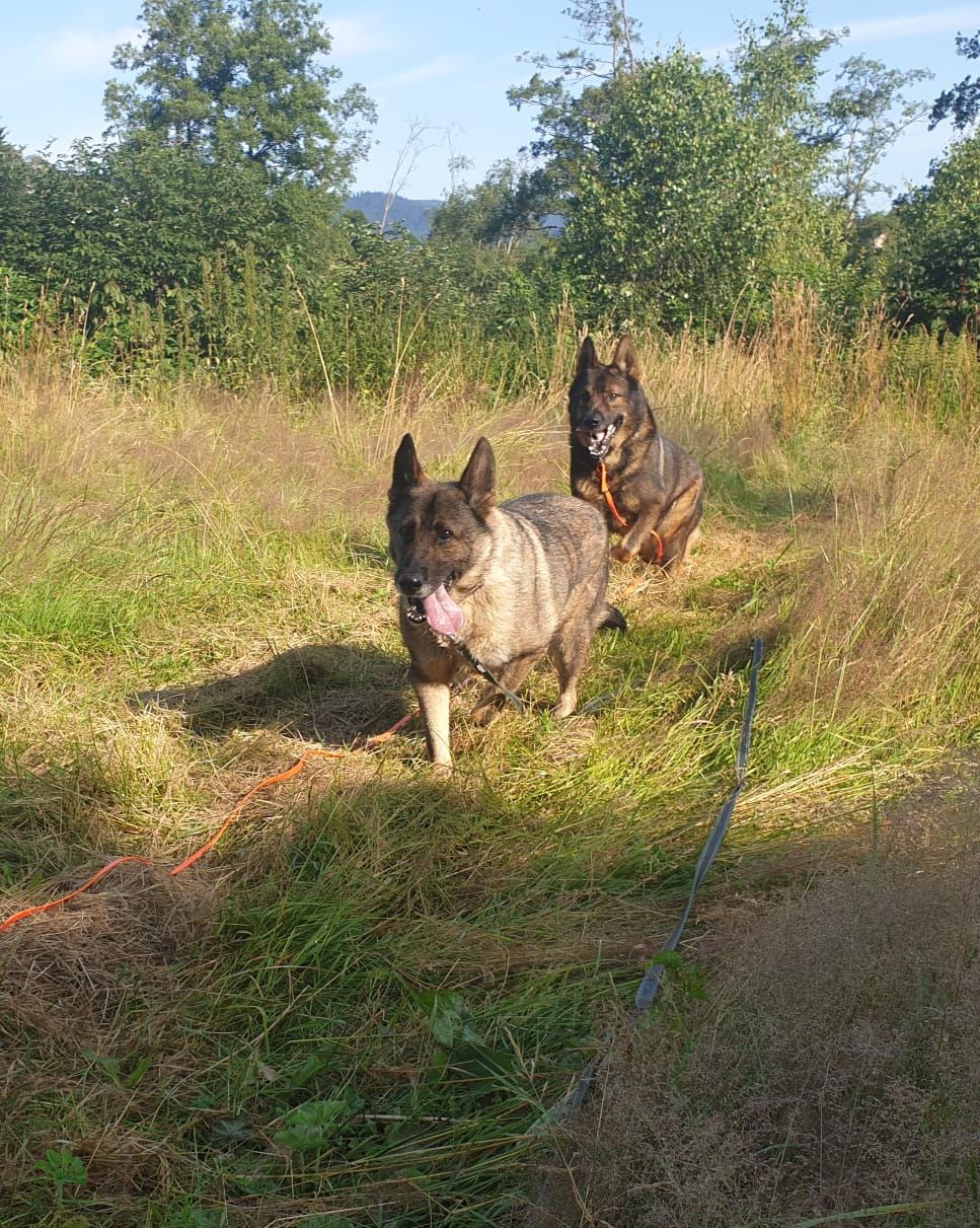 Klicken Sie hier um das Bild zu vergrößern