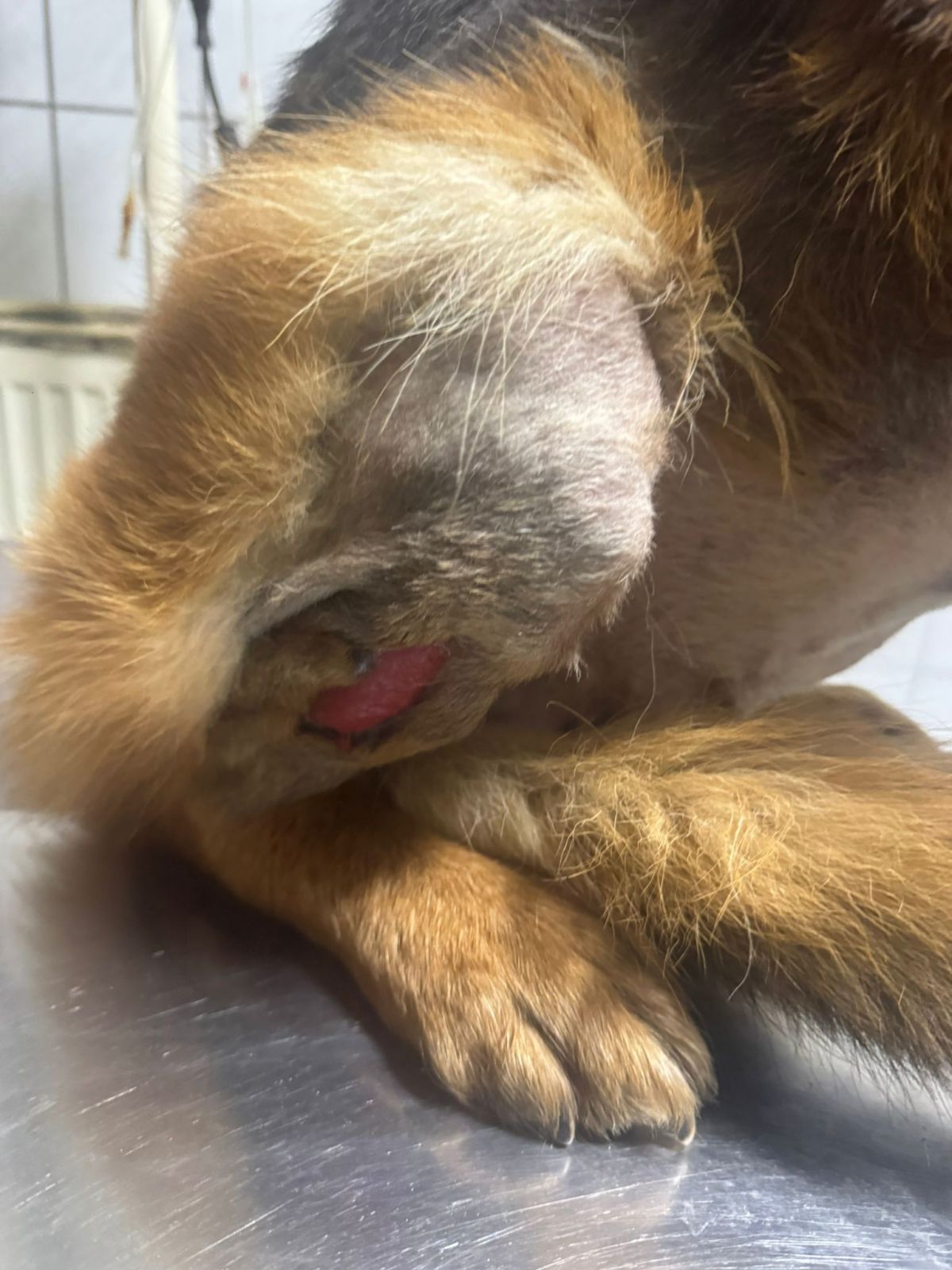 Klicken Sie hier um das Bild zu vergrößern