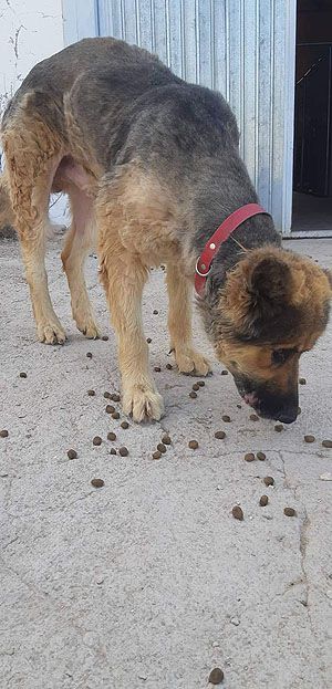 Klicken Sie hier um das Bild zu vergrößern