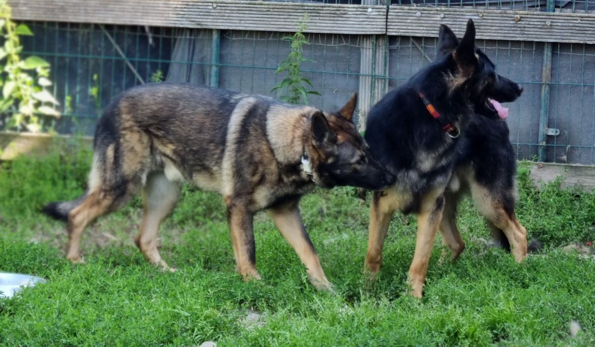 Klicken Sie hier um das Bild zu vergrößern