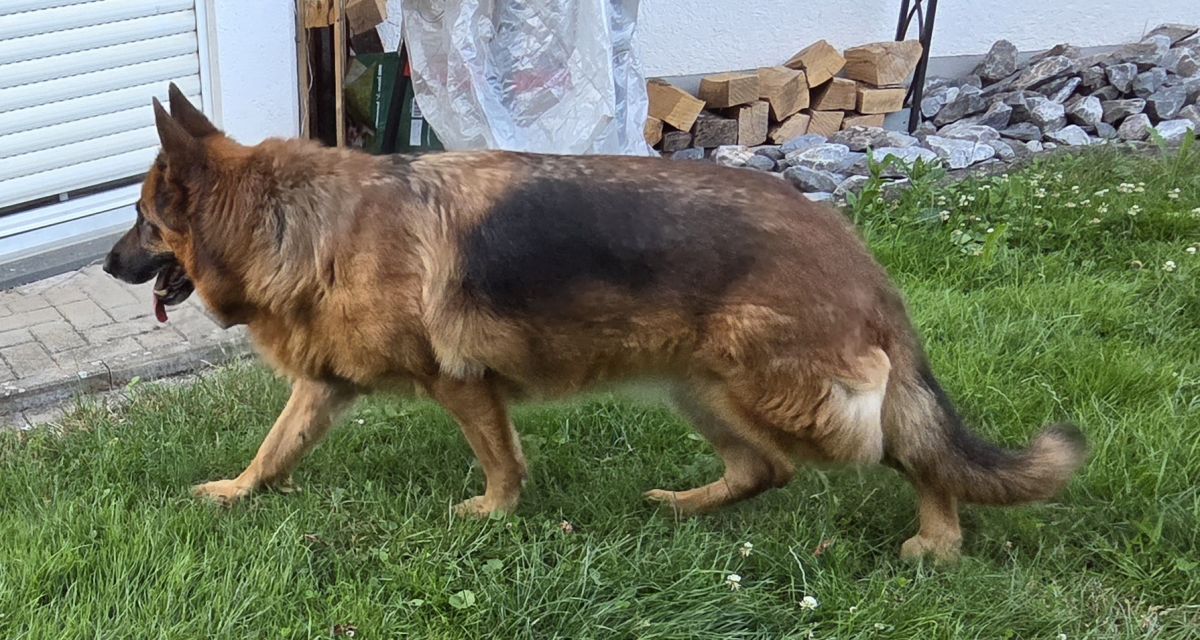 Klicken Sie hier um das Bild zu vergrößern