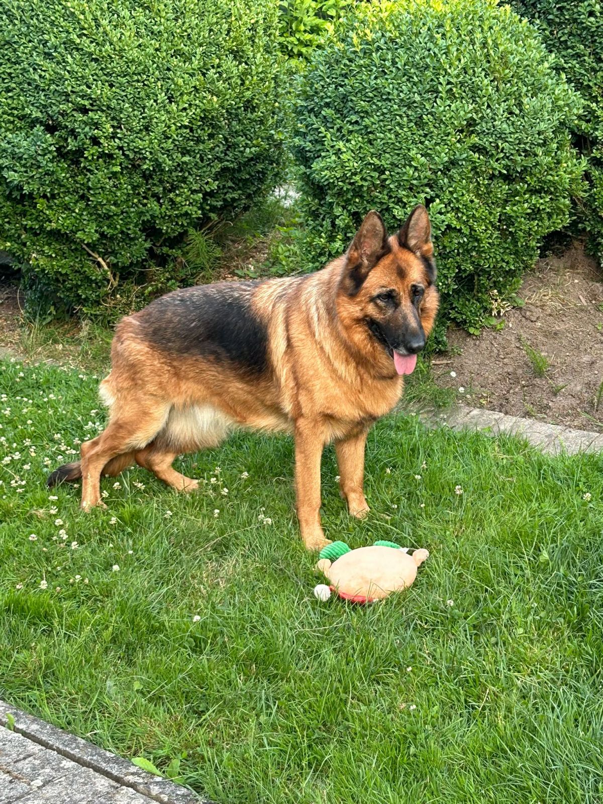 Klicken Sie hier um das Bild zu vergrößern